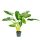 Alocasia "Lutea" - Alokázia