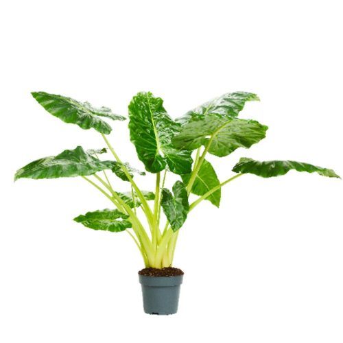 Alocasia "Lutea" - Alokázia