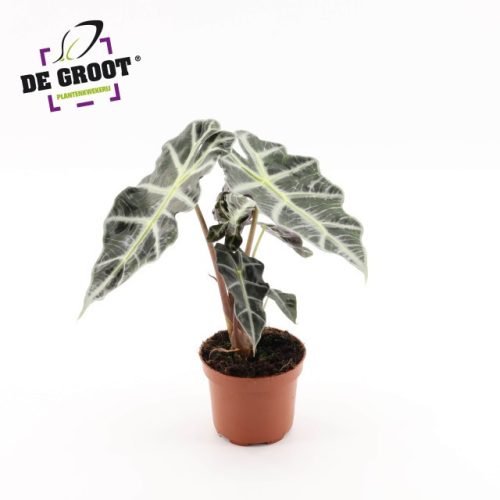 Alocasia 'Polly' - Ördöglevél