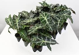 Alocasia 'Polly' - Ördöglevél