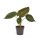 Alocasia 'Wentii' - Alokázia