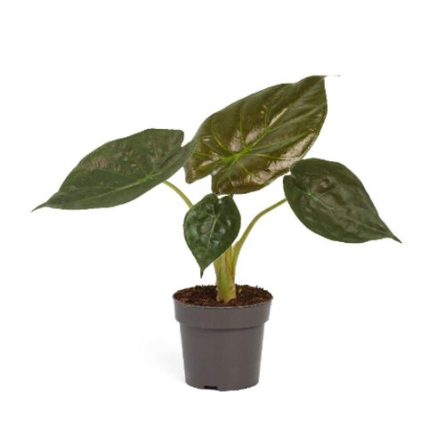Alocasia 'Wentii' - Alokázia