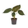 Alocasia wentii - Új-Guineai óriás elefántfül