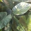 Alocasia wentii - Új-Guineai óriás elefántfül