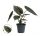 Alocasia wentii - Új-Guineai óriás elefántfül