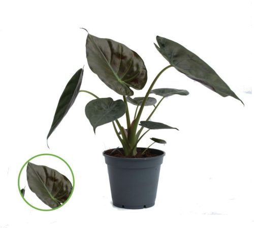 Alocasia wentii - Új-Guineai óriás elefántfül