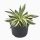 Agave lophantha 'Quadricolor' - Agávé