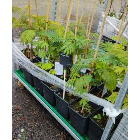 Albizia julibrissin - Selyemakác