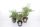 Astilbe mix - Kerti Tollbuga