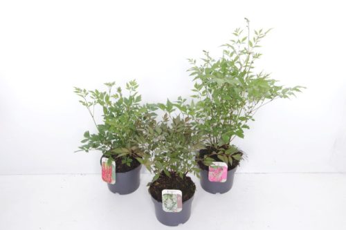 Astilbe mix - Kerti Tollbuga