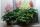 Astilbe mix - Kerti Tollbuga