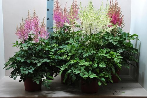 Astilbe mix - Kerti Tollbuga