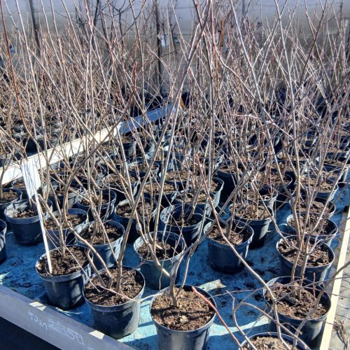 Amelanchier lamarckii - Rézvörös fanyarka (Mézalmácska)