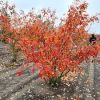 Amelanchier lamarckii - Rézvörös fanyarka (Mézalmácska)