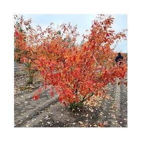 Amelanchier lamarckii - Rézvörös fanyarka (Mézalmácska)