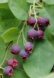 Amelanchier lamarckii - Rézvörös fanyarka (Mézalmácska)