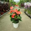 Anthurium - Flamingóvirág (Korall)