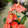 Anthurium - Flamingóvirág (Korall)