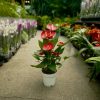 Anthurium - Flamingóvirág (Piros)