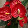 Anthurium - Flamingóvirág (Piros)