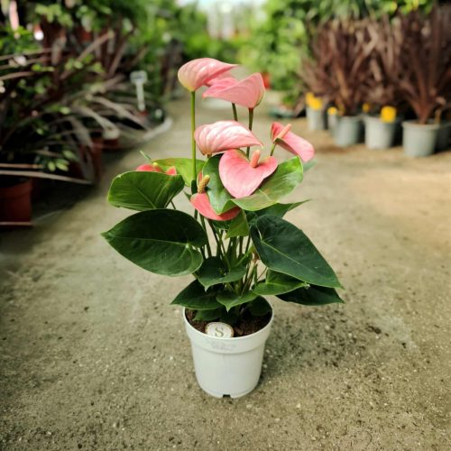 Anthurium - Flamingóvirág (Rózsaszín)