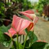 Anthurium - Flamingóvirág (Rózsaszín)