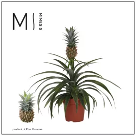 Ananas - Ananász