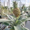 Ananas - Ananász