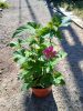 Anemone x Hybrida 'Pamina' - Szellőrózsa