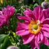 Anemone x Hybrida 'Pamina' - Szellőrózsa
