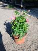Anemone hupehensis Pretty Lady 'Emily' - Kínai szellőrózsa