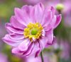 Anemone hupehensis Pretty Lady 'Emily' - Kínai szellőrózsa