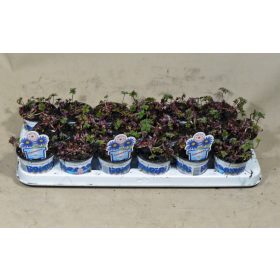   Anemone blanda 'BLUE SHADES' - Csinos szellőrózsa 