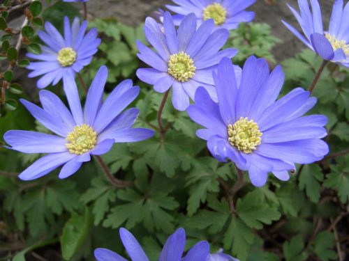 Anemone blanda 'BLUE SHADES' - Csinos szellőrózsa 
