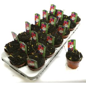 Anemone coronaria - Koronás szellőrózsa 