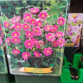 Anemone mix - szellőrózsa