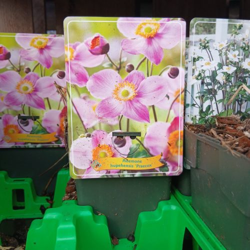 Anemone mix - szellőrózsa