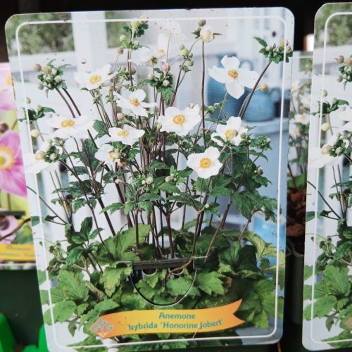 Anemone mix - szellőrózsa