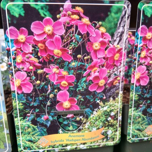 Anemone mix - szellőrózsa