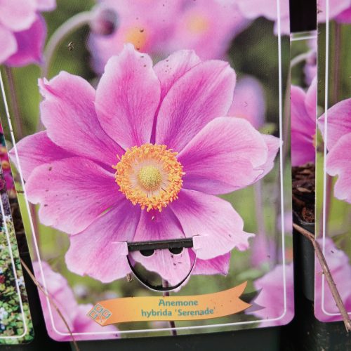 Anemone mix - szellőrózsa