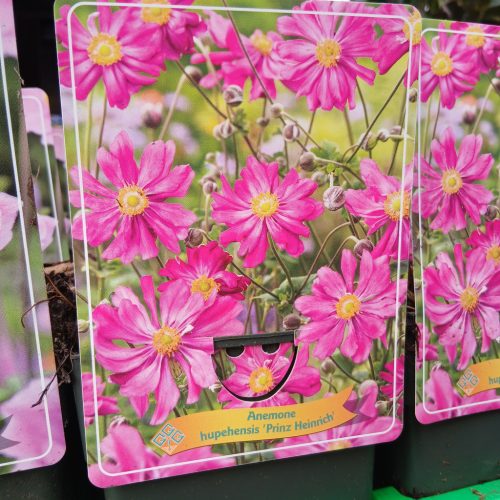 Anemone mix - szellőrózsa