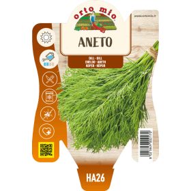 Anethum graveolens - Kapor 