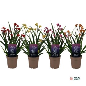 Anigozanthos Beauty MIX - Kengurumancs