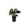 Anthurium 'Black Love' - Flamingóvirág fekete
