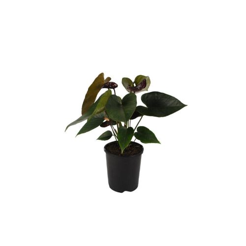 Anthurium 'Black Love' - Flamingóvirág fekete