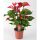 Anthurium 'Dynamite red' - Flamingóvirág piros