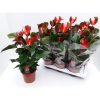 Anthurium 'Dynamite red' - Flamingóvirág piros
