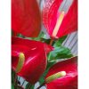Anthurium 'Dynamite red' - Flamingóvirág piros