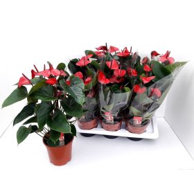 Anthurium 'Adios red' - Flamingóvirág