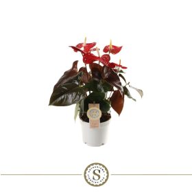 Anthurium 'Coral champion' - Flamingóvirág